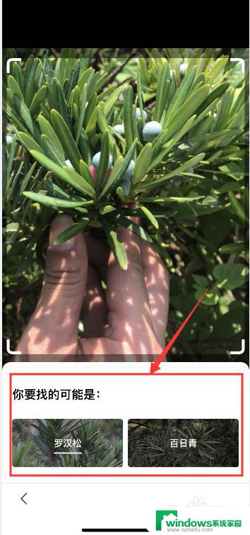 百度怎么识别植物 百度APP如何识别植物